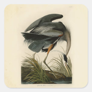 Audubon Grote Blauwe Reiger Moeras Vogel Vierkante Sticker