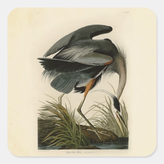 Audubon Grote Blauwe Reiger Moeras Vogel Vierkante Sticker (Voorkant)