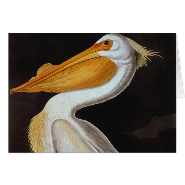 Audubon: Grote witte pelikaan (Voorkant Horizontaal)