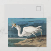 Audubon Grote Witte Reiger: Vintage Kustvogel Briefkaart (Voorkant / Achterkant)