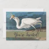 Audubon Grote Witte Reiger: Vintage Kustvogel Kaart (Voorkant)
