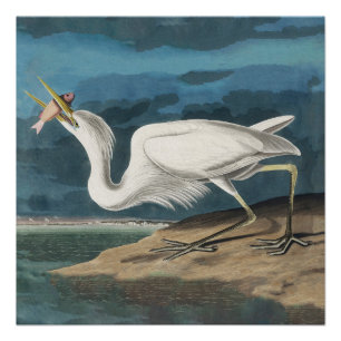 Audubon Grote Witte Reiger: Vintage Kustvogel Perfect Poster