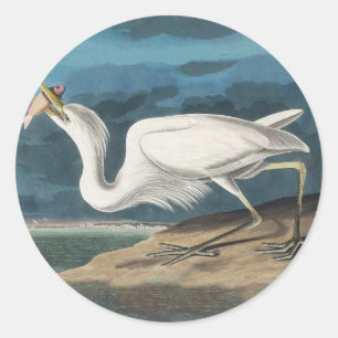 Audubon Grote Witte Reiger: Vintage Kustvogel Ronde Sticker