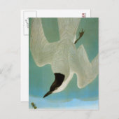 Audubon: Gull-Billing Tern Briefkaart (Voorkant / Achterkant)