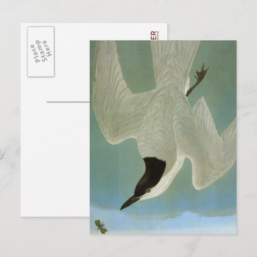 Audubon: Gull-Billing Tern Briefkaart (Voorkant / Achterkant)