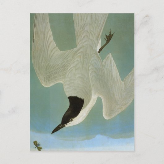 Audubon: Gull-Billing Tern Briefkaart (Voorkant)