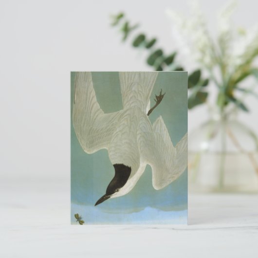 Audubon: Gull-Billing Tern Briefkaart (Staand voorkant)