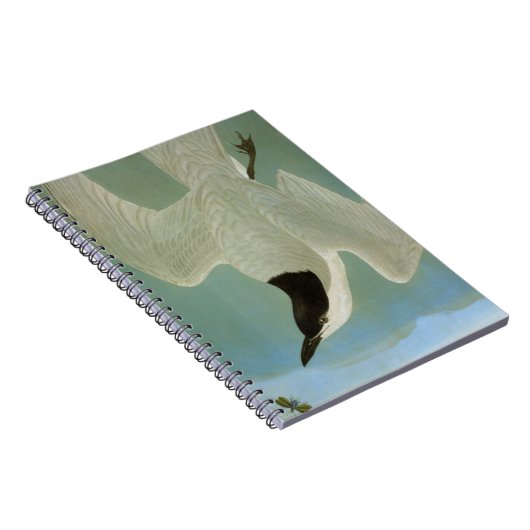 Audubon: Gull-Billing Tern Notitieboek (Rechterzijde)