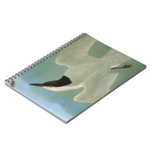 Audubon: Gull-Billing Tern Notitieboek (Linkerzijde)