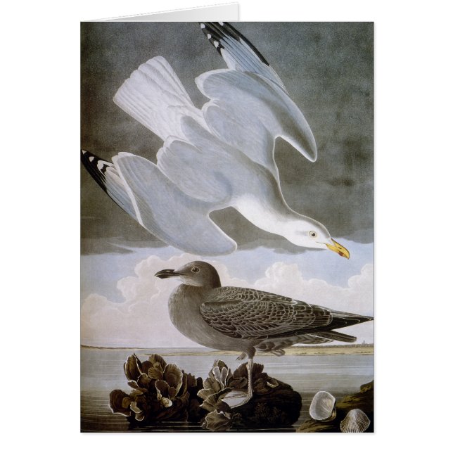 Audubon: Haring Gull (Voorkant)