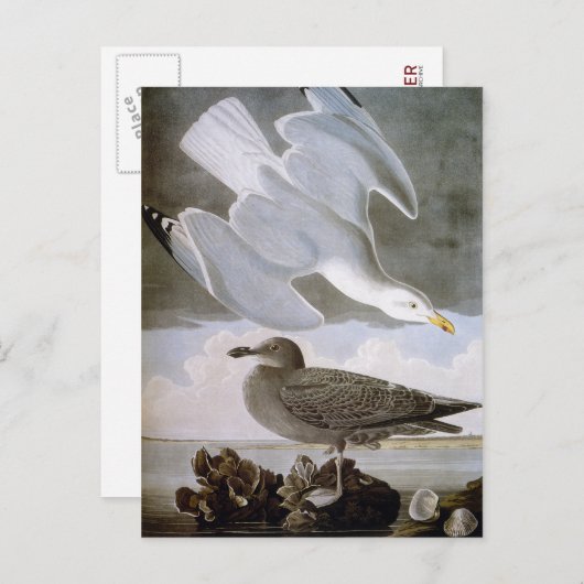Audubon: Haring Gull Briefkaart (Voorkant / Achterkant)