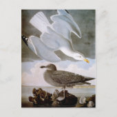 Audubon: Haring Gull Briefkaart (Voorkant)