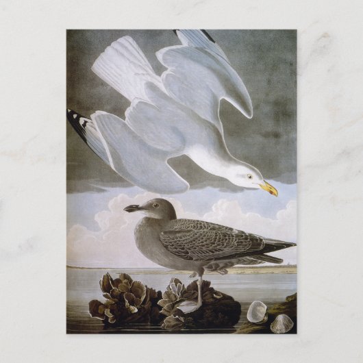 Audubon: Haring Gull Briefkaart (Voorkant)
