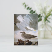 Audubon: Haring Gull Briefkaart (Staand voorkant)