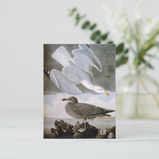 Audubon: Haring Gull Briefkaart (Staand voorkant)