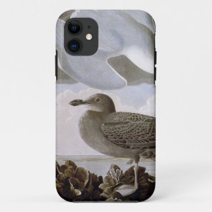 Audubon: Haring Gull Case-Mate iPhone Case