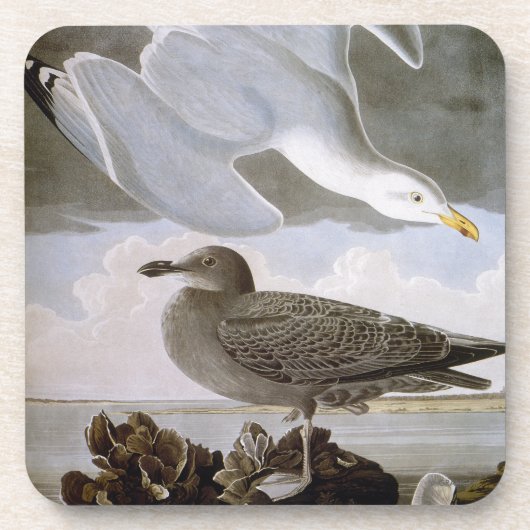 Audubon: Haring Gull Drankjes Onderzetter (Voorkant)