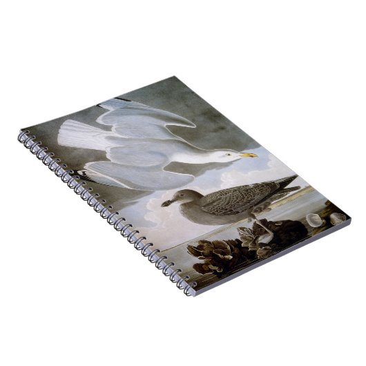 Audubon: Haring Gull Notitieboek (Rechterzijde)