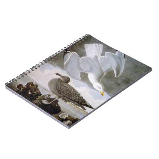 Audubon: Haring Gull Notitieboek (Linkerzijde)