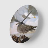 Audubon: Haring Gull Ronde Klok (Hoek)