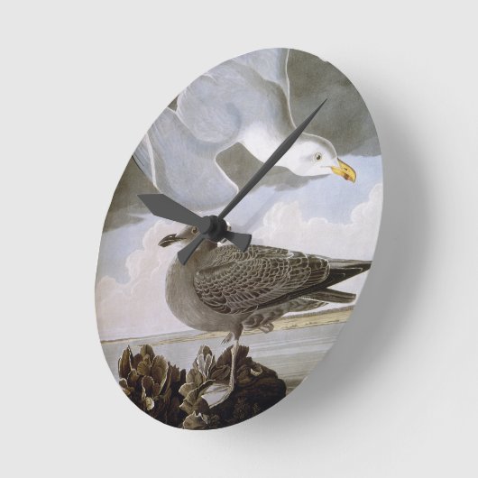 Audubon: Haring Gull Ronde Klok (Hoek)