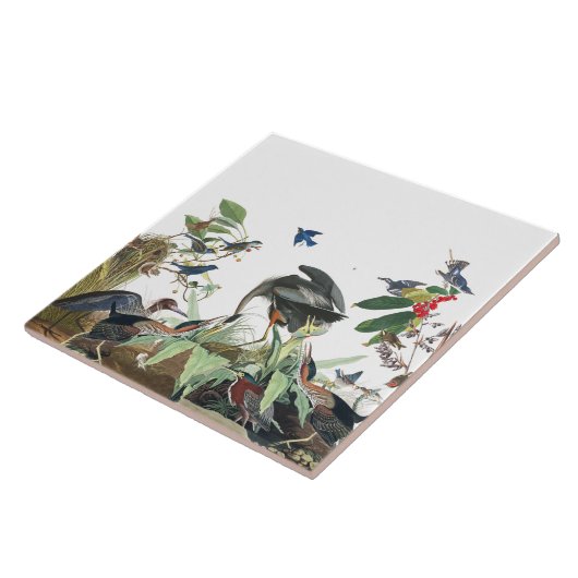 Audubon Heron Birds Wildlife Collage Tile Tegeltje (Zijkant)