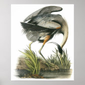 Audubon Heron Poster (Voorkant)
