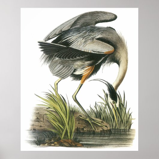 Audubon Heron Poster (Voorkant)