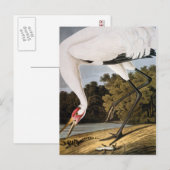 Audubon: Het hele kraan Briefkaart (Voorkant / Achterkant)
