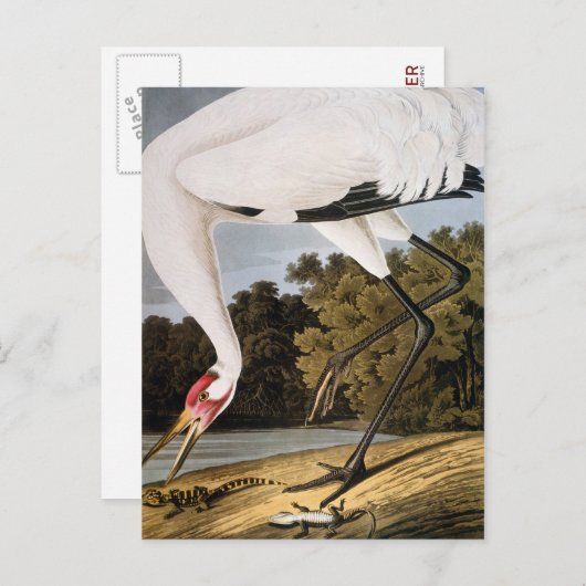 Audubon: Het hele kraan Briefkaart (Voorkant / Achterkant)