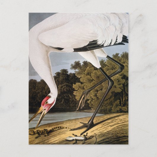 Audubon: Het hele kraan Briefkaart (Voorkant)