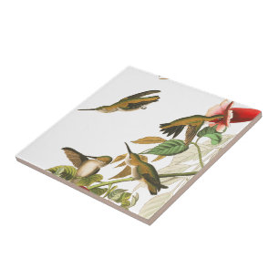 Audubon Hummingbird Birds Wildlife Floral Tile Tegeltje