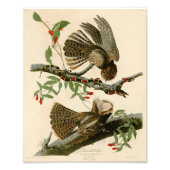  Audubon Illustratie Chuck Wills Widow Foto Afdruk (Voorkant)