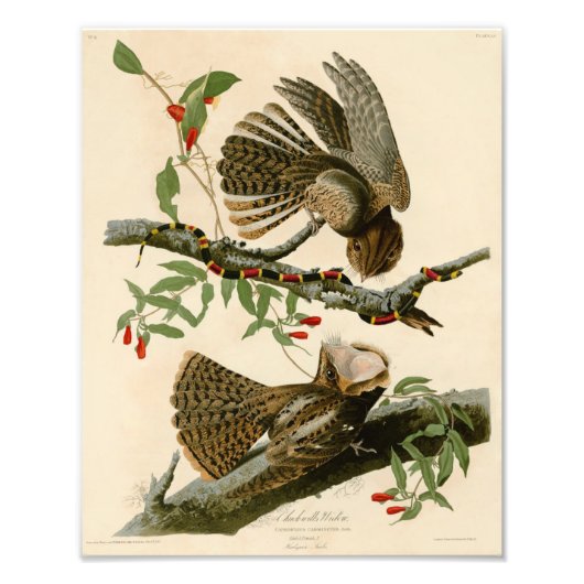 Audubon Illustratie Chuck Wills Widow Foto Afdruk (Voorkant)