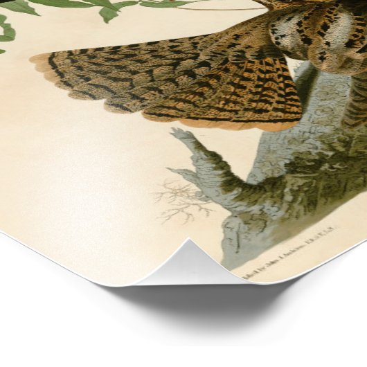  Audubon Illustratie Chuck Wills Widow Foto Afdruk (Hoek)