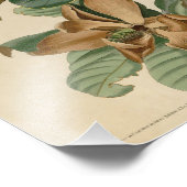  Audubon Illustratie Zwarte Cuckoo Foto Afdruk (Hoek)