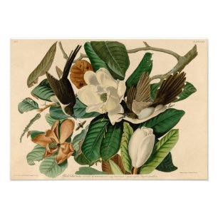 Audubon Illustratie Zwarte Cuckoo Foto Afdruk