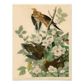  Audubon Illustration Carolina Turtle Dove Foto Afdruk (Voorkant)