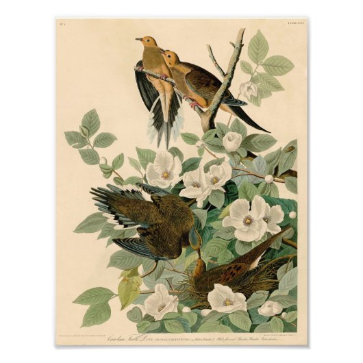  Audubon Illustration Carolina Turtle Dove Foto Afdruk (Voorkant)