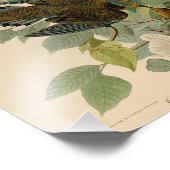  Audubon Illustration Carolina Turtle Dove Foto Afdruk (Hoek)