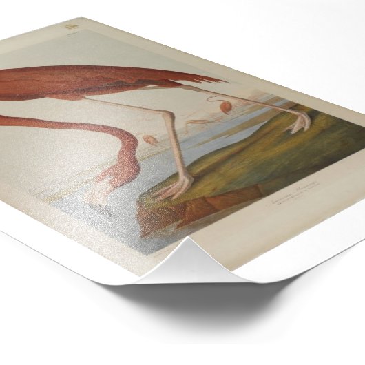  Audubon Illustration Flamingo Foto Afdruk (Hoek)