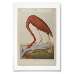 Audubon Illustration Flamingo Foto Afdruk