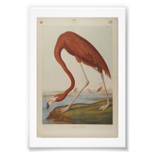  Audubon Illustration Flamingo Foto Afdruk (Voorkant)
