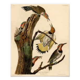 Audubon Illustration Golden Winged Woodpecker Foto Afdruk