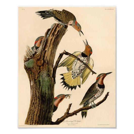 Audubon Illustration Golden Winged Woodpecker Foto Afdruk (Voorkant)