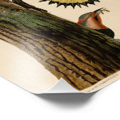 Audubon Illustration Golden Winged Woodpecker Foto Afdruk (Hoek)