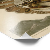 Audubon Illustration Red-tailed Hawk Foto Afdruk (Hoek)