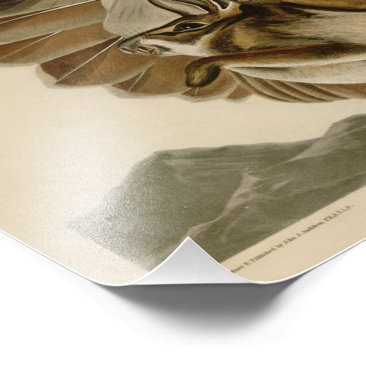 Audubon Illustration Red-tailed Hawk Foto Afdruk (Hoek)