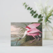 Audubon Illustration Spoonbill Bird Briefkaart (Staand voorkant)