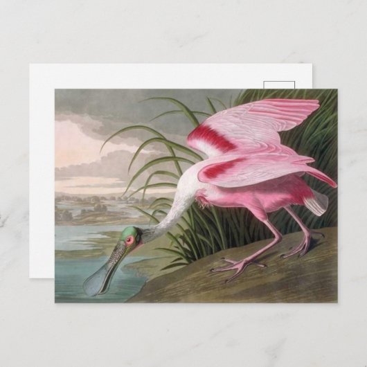  Audubon Illustration Spoonbill Bird Briefkaart (Voorkant / Achterkant)